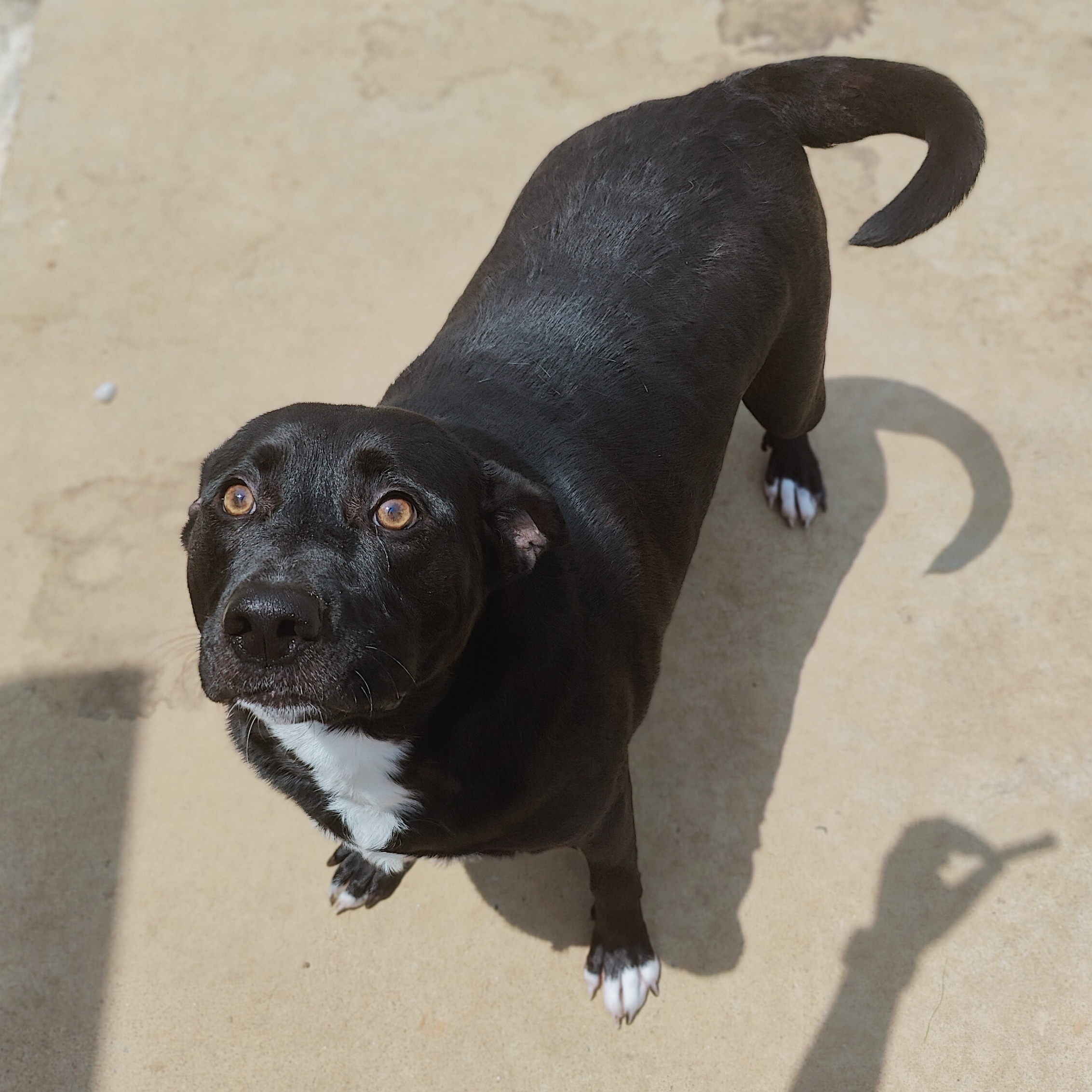 Enlarge Freya Renee, a Adoptable mixed breed in CLARKSVILLE, TN image 2/2