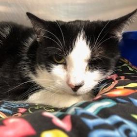 Gracie, Adoptable, Senior Female Domestic Short Hair.