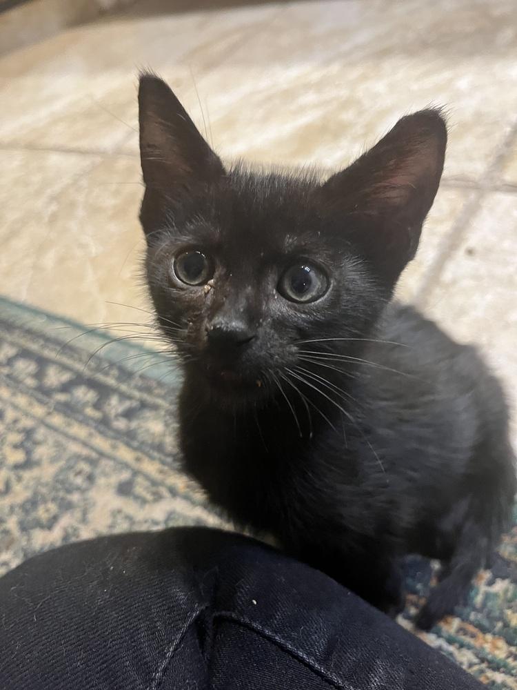 Kole, Adoptable, Kitten Male American Shorthair.