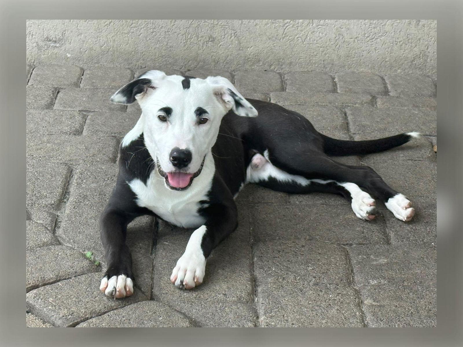 Eugene, Adoptable, Young Male Staffordshire Bull Terrier.