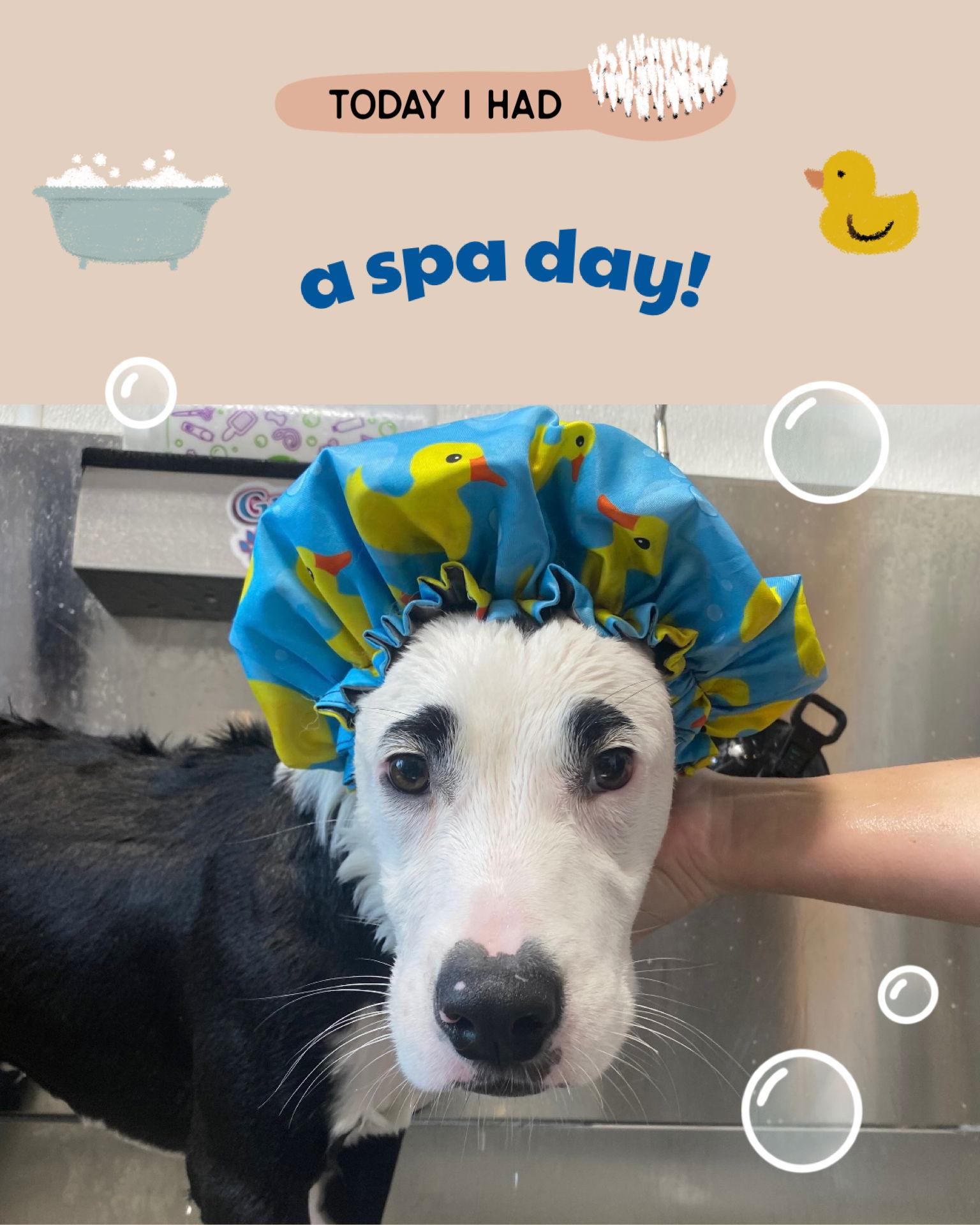 Enlarge Eugene, a Adoptable Staffordshire Bull Terrier in Walnutport, PA image 2/2