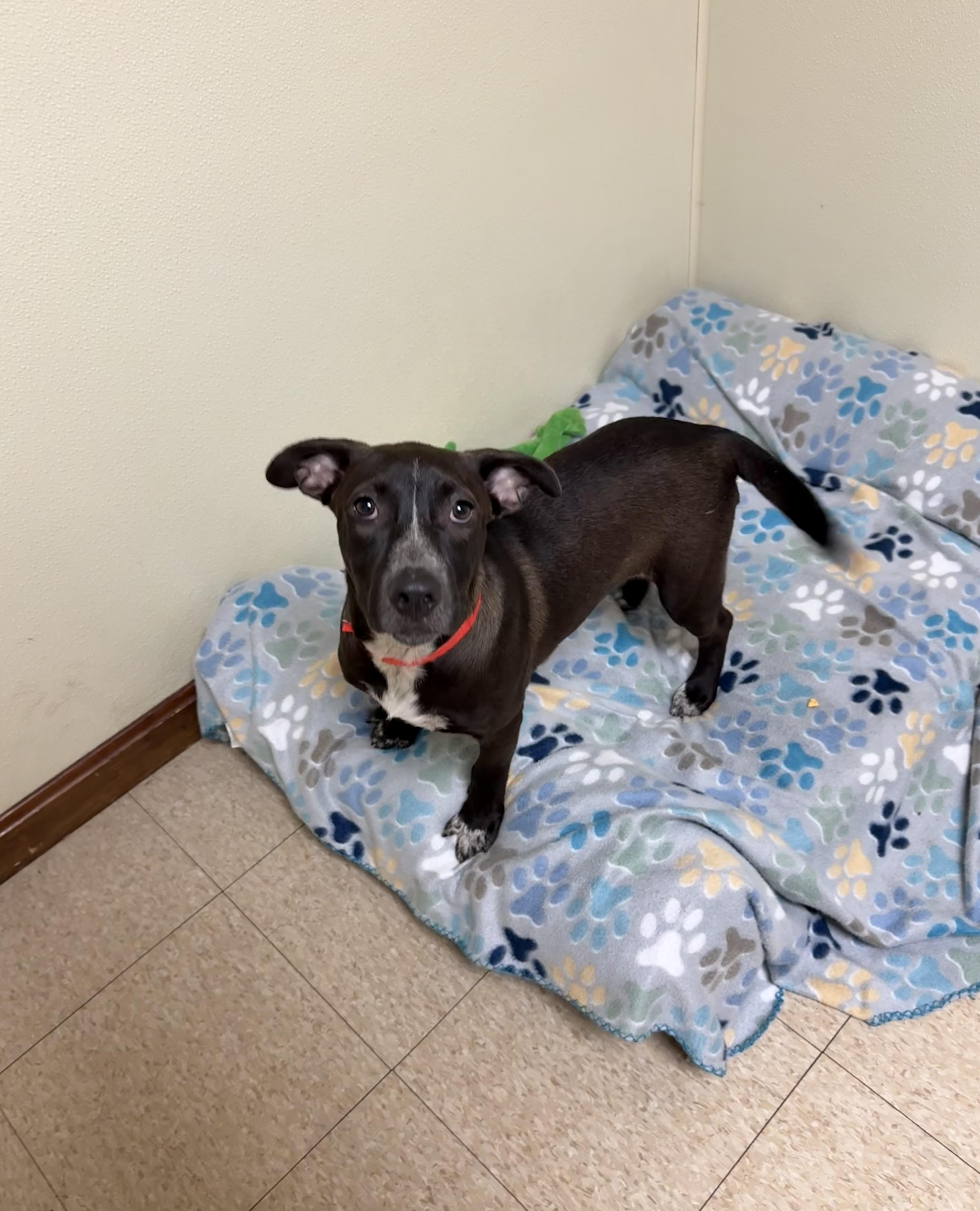Enlarge Sammy, a ADOPTABLE mixed breed in Douglas, MA image 4/6