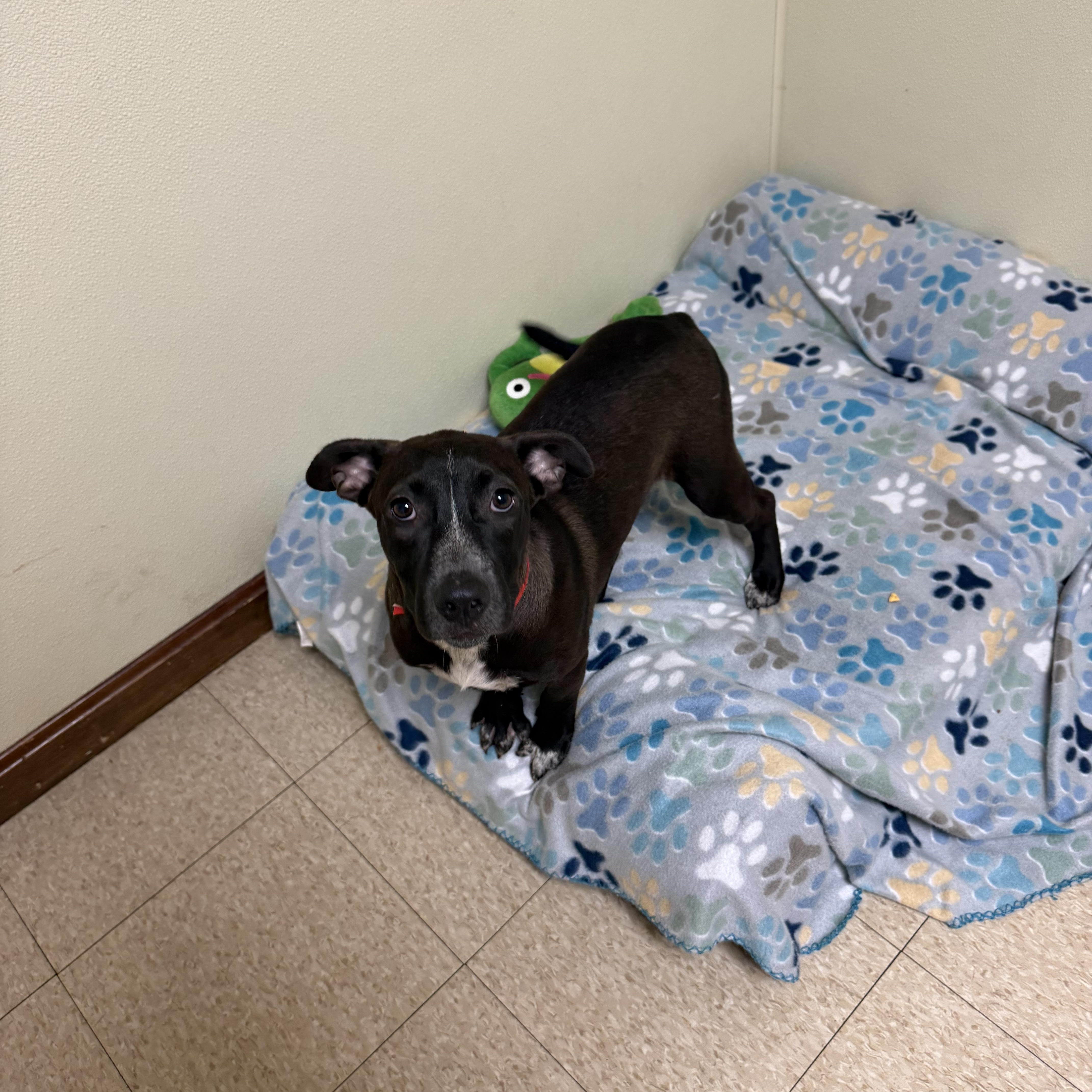 Enlarge Sammy, a ADOPTABLE mixed breed in Douglas, MA image 6/6
