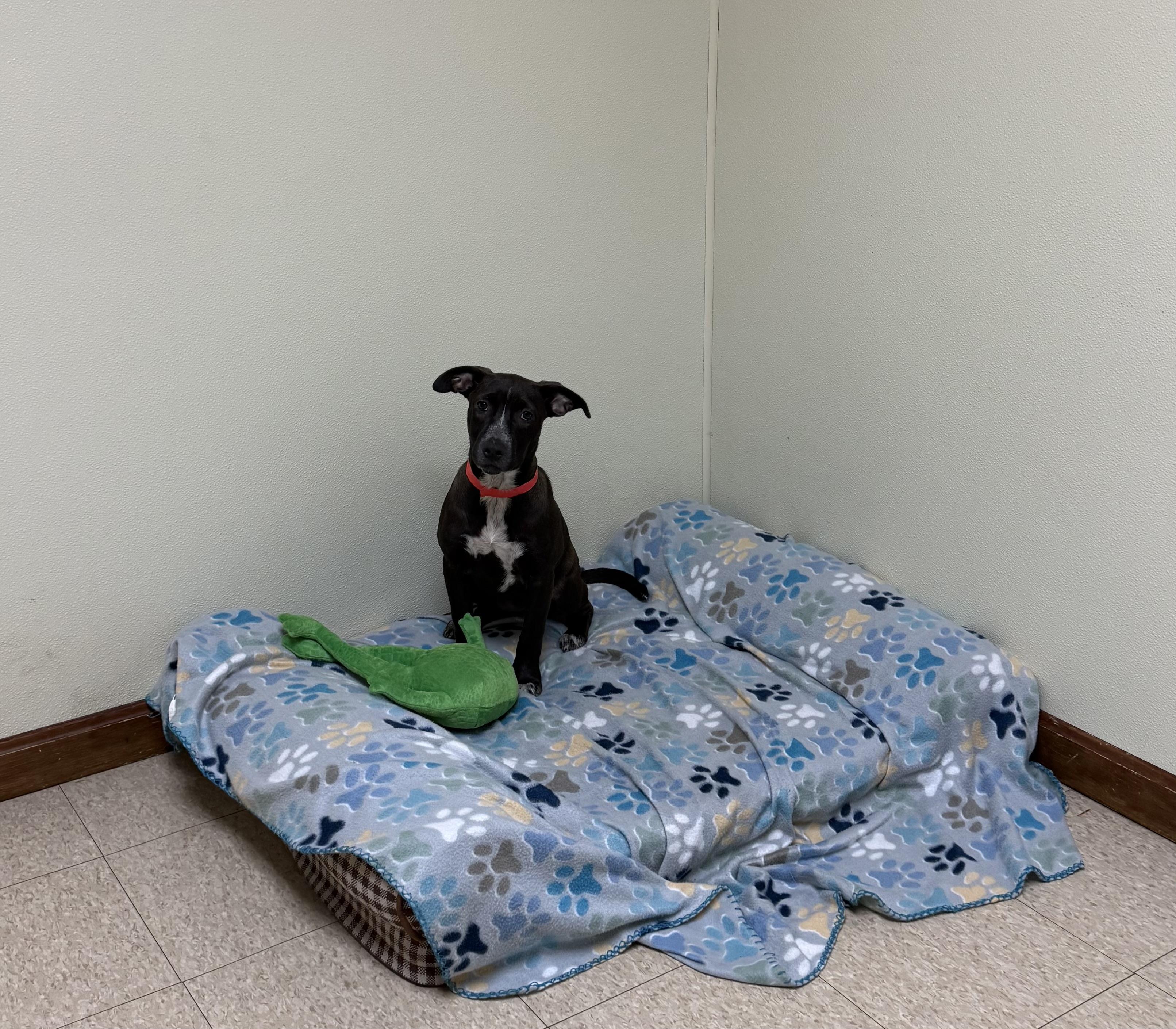 Enlarge Sammy, a ADOPTABLE mixed breed in Douglas, MA image 5/6