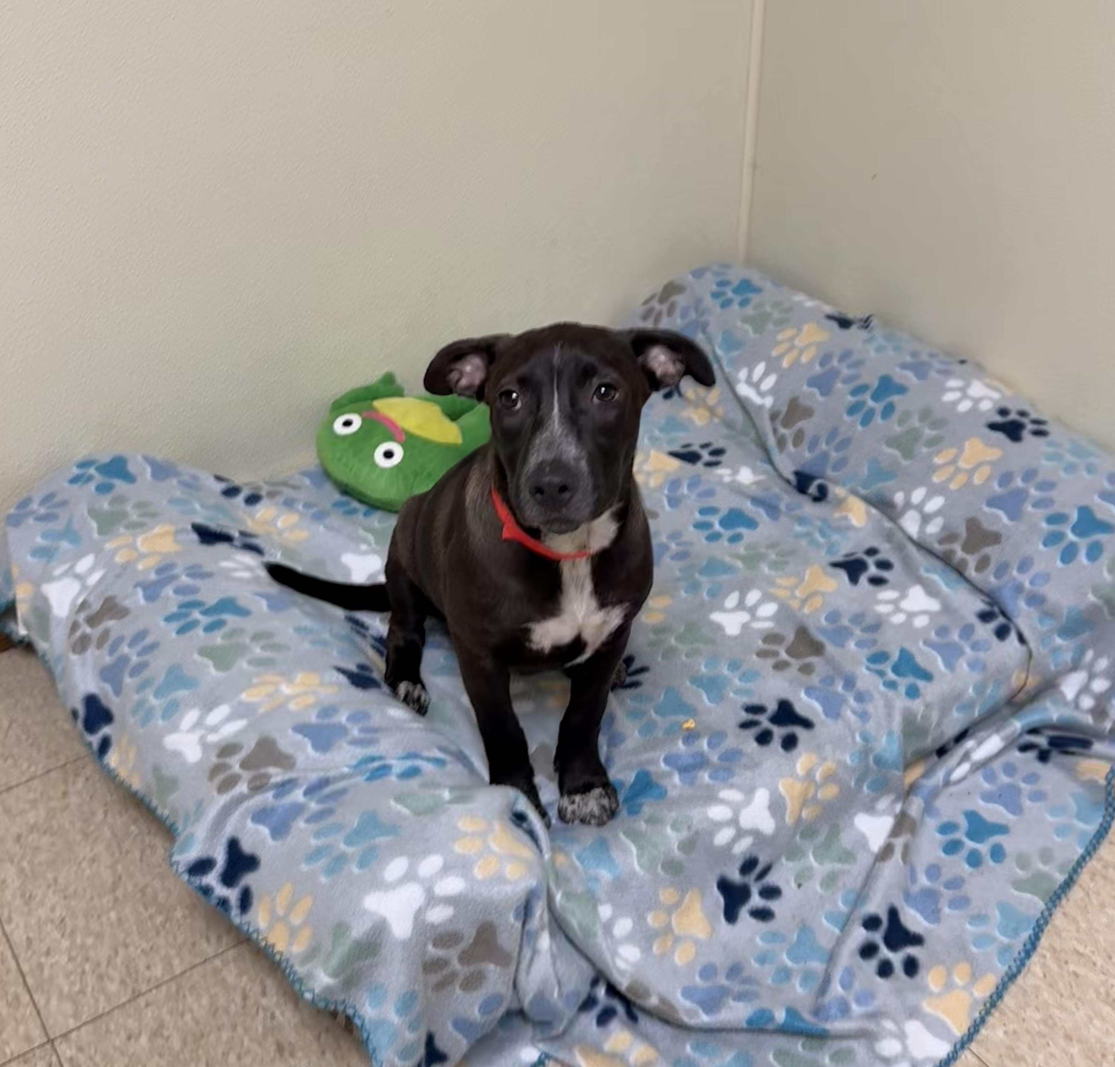 Sammy, ADOPTABLE, Puppy Female Labrador Retriever & Hound.
