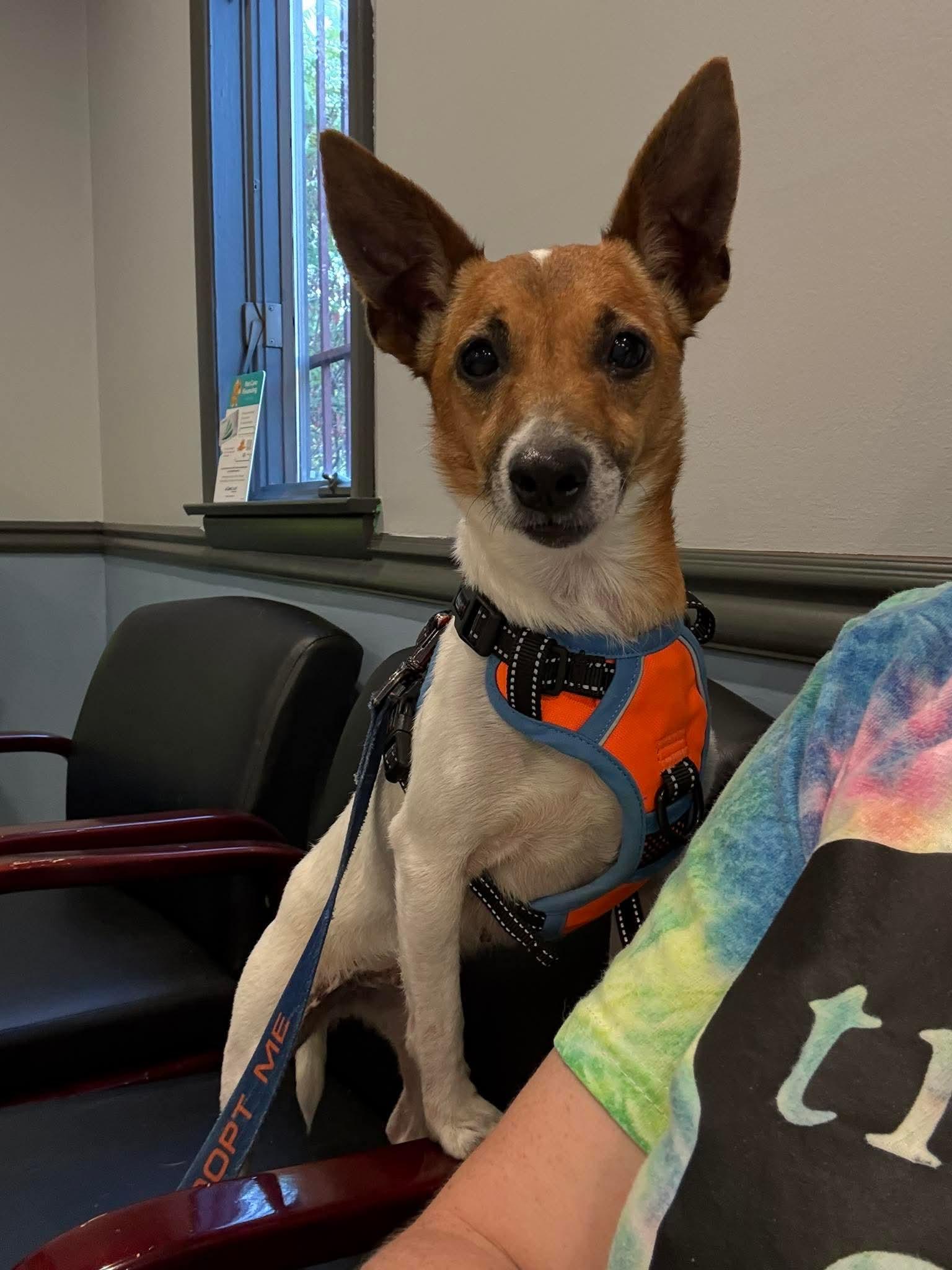 NANNY. tinycauseadopt@gmail.com