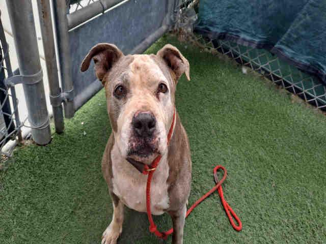 ROXIE, Adoptable, Adult Female Pit Bull Terrier.