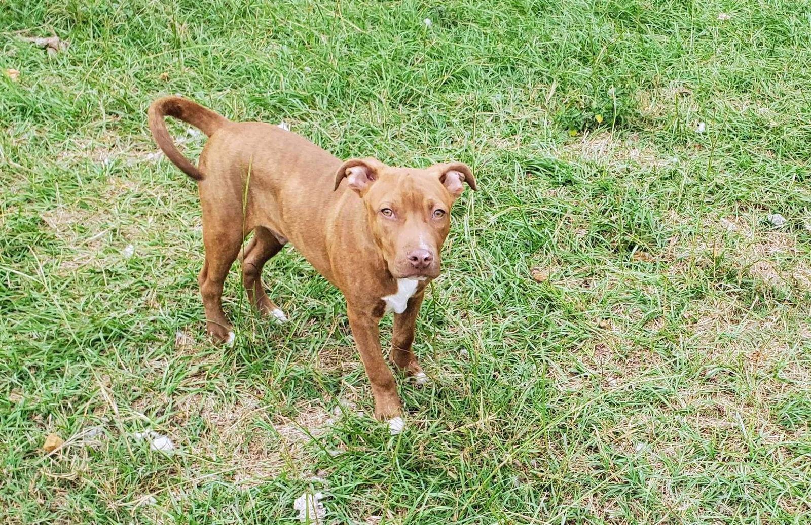 Enlarge Jack, a Adoptable mixed breed in Holly Springs, NC image 1/3