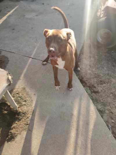 Enlarge Jack, a Adoptable mixed breed in Holly Springs, NC image 2/3