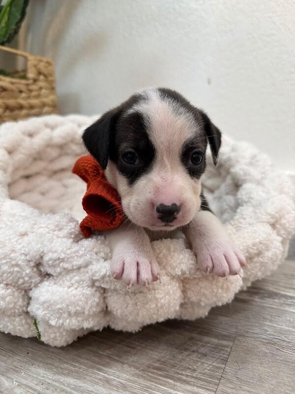 London Bridge — thumbnail 3