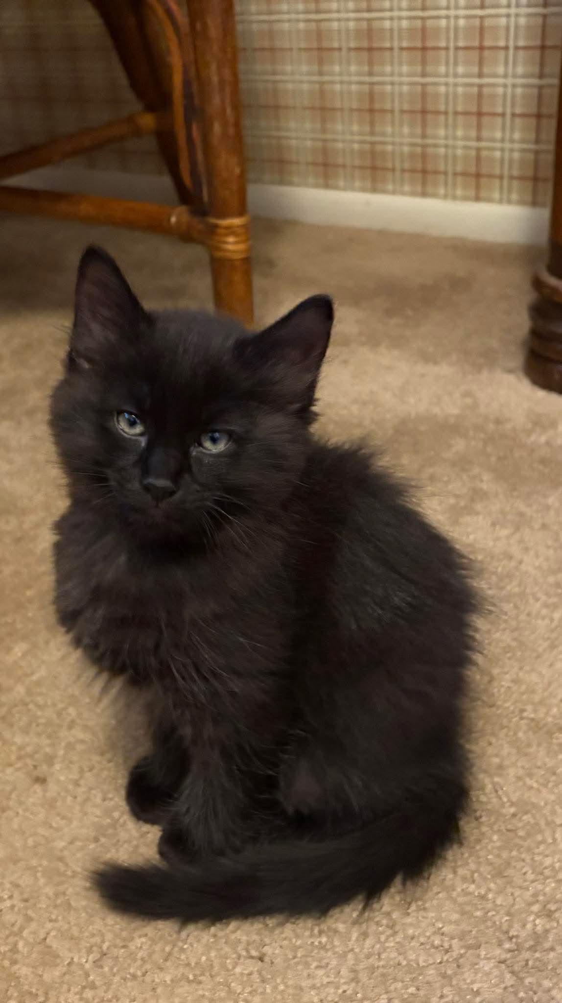 Onyx, Baby Male unknown