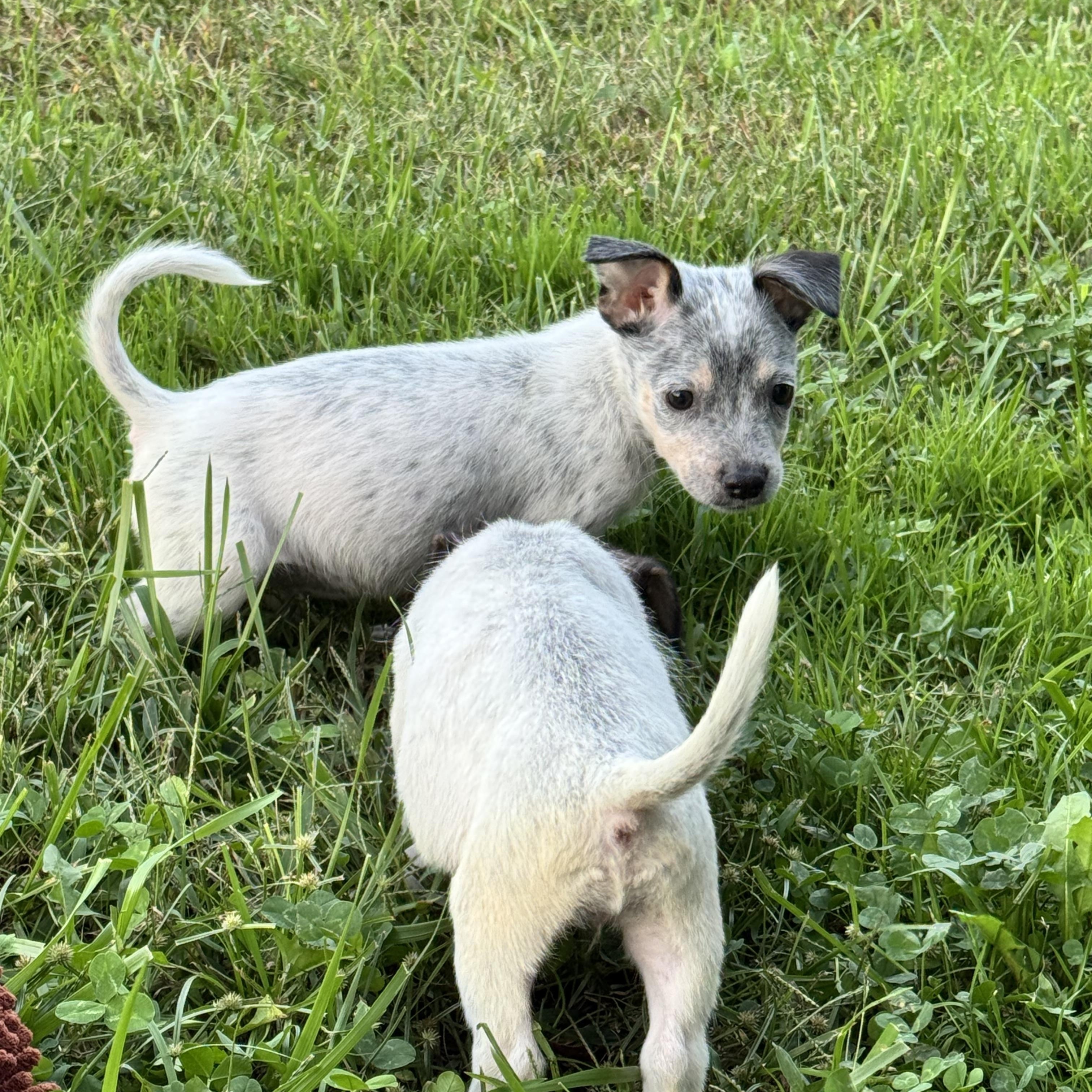 Enlarge Ghost, a Adopted mixed breed in Millsboro, DE image 4/6