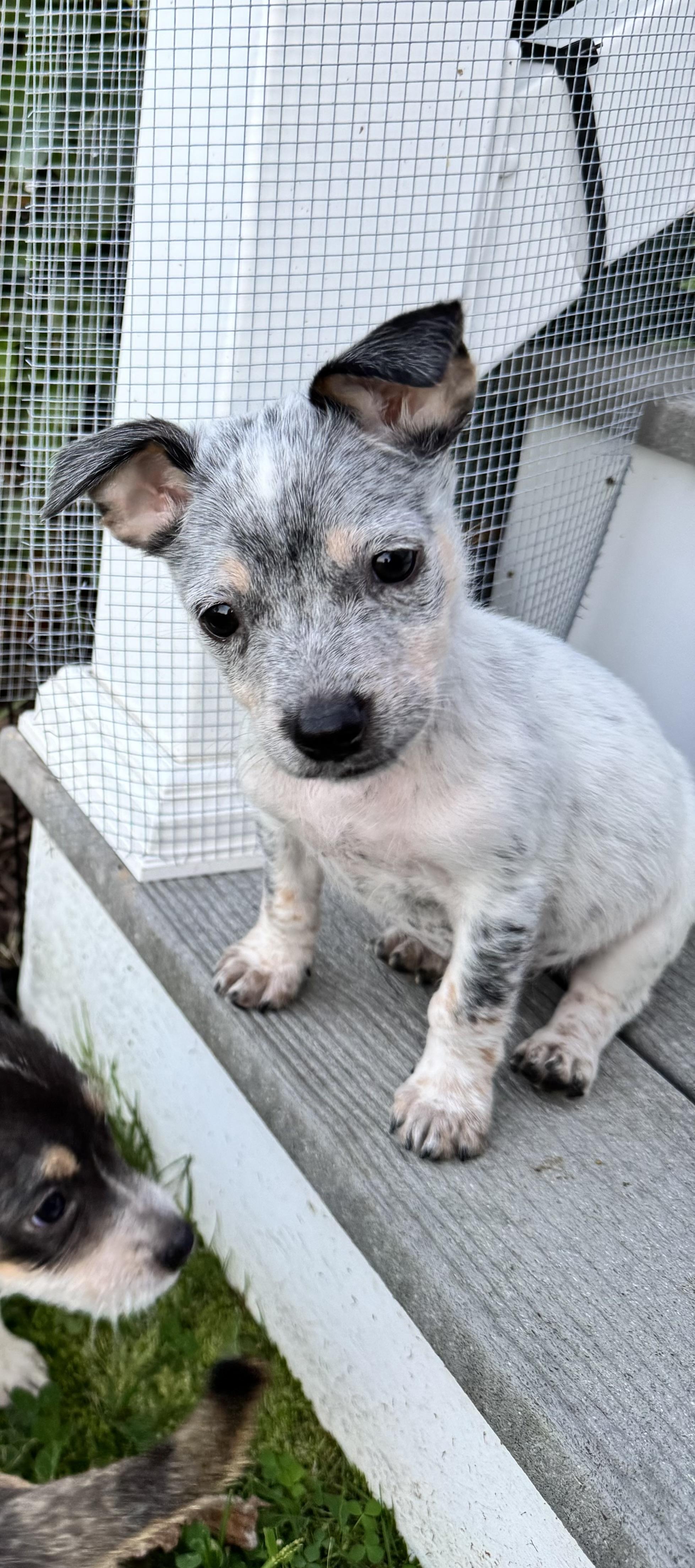 Enlarge Ghost, a Adopted mixed breed in Millsboro, DE image 3/6