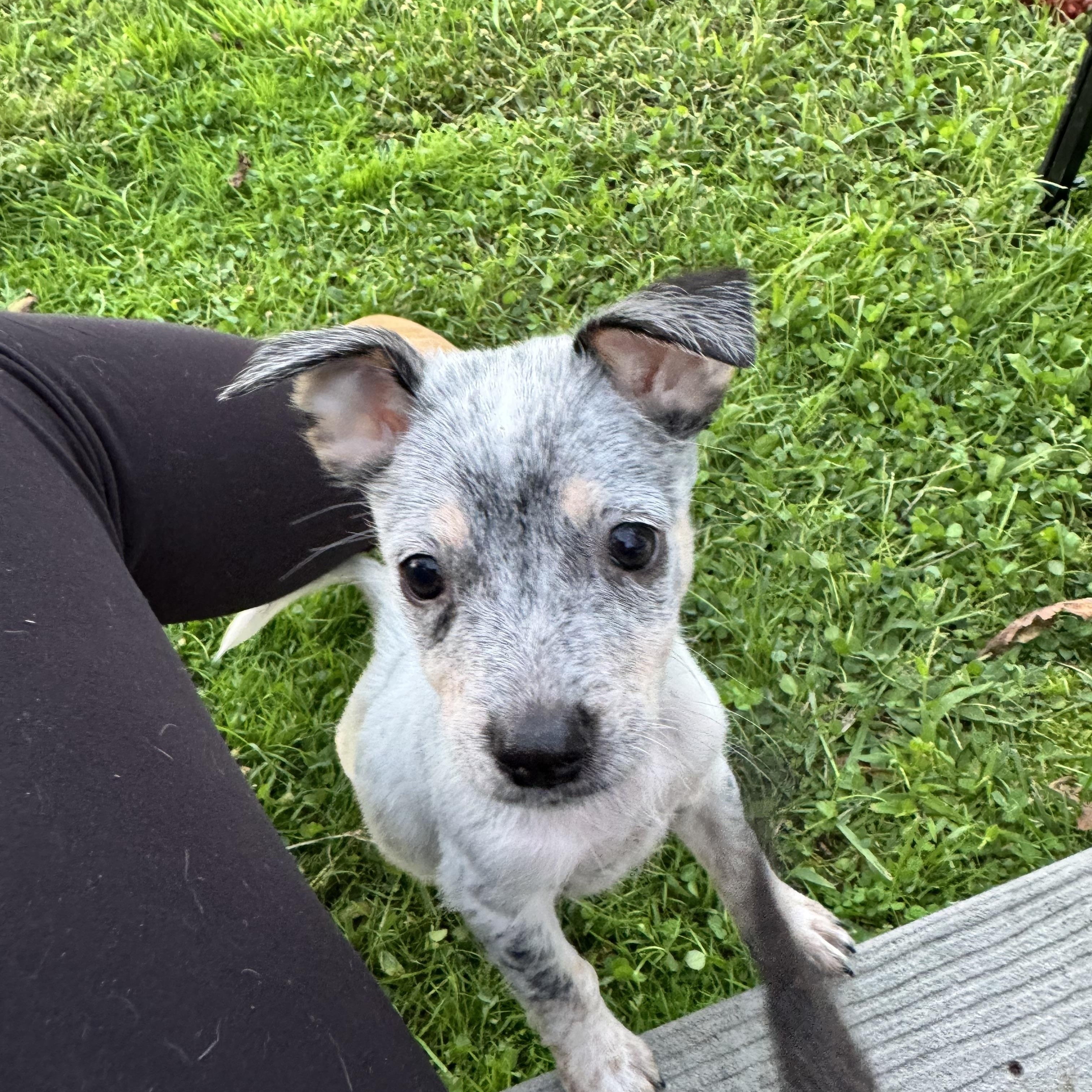 Enlarge Ghost, a Adopted mixed breed in Millsboro, DE image 2/6