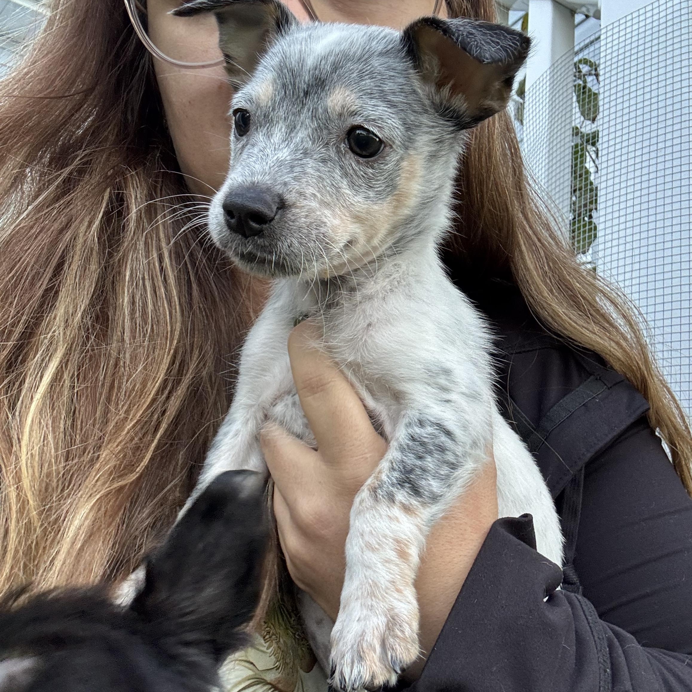 Enlarge Ghost, a Adopted mixed breed in Millsboro, DE image 1/6