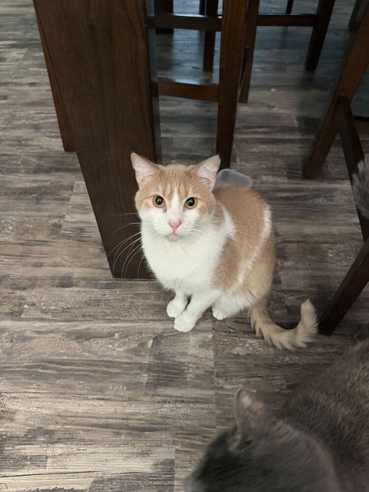 Enlarge Rusty, a Adoptable Domestic Short Hair in O'Fallon, MO image 1/1