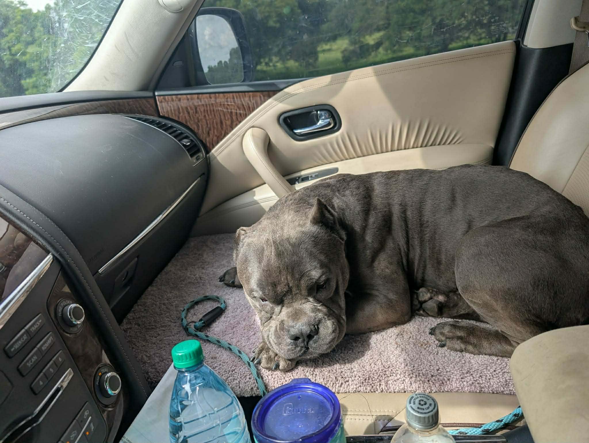 Gremlin, a Adoptable Pit Bull Terrier in Arlee, MT image 1/6