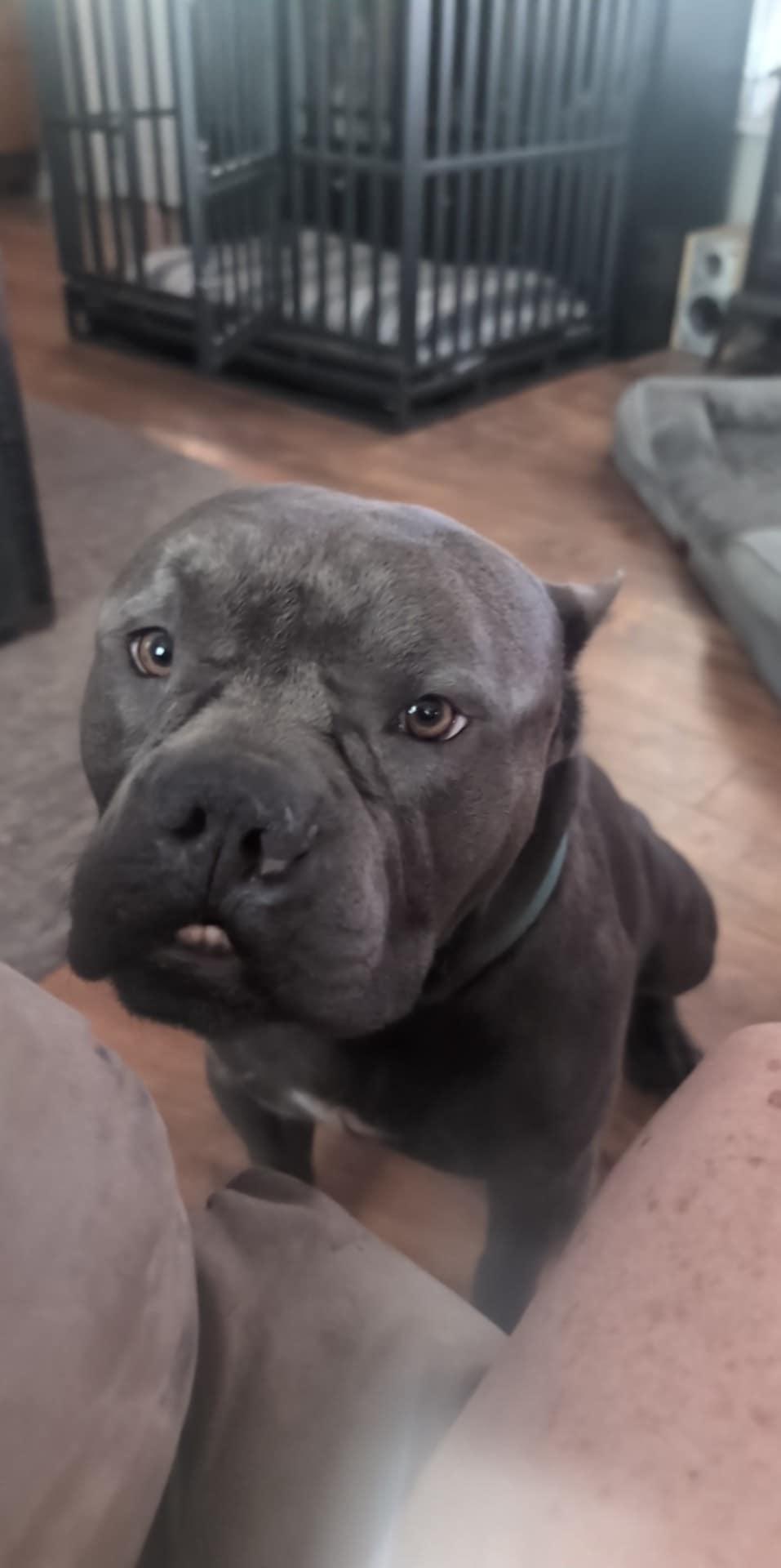 Gremlin, a Adoptable Pit Bull Terrier in Arlee, MT image 2/6