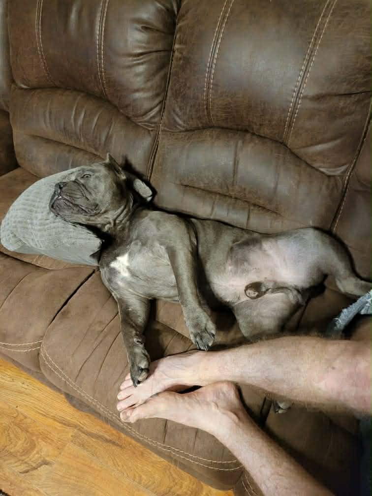 Gremlin, a Adoptable Pit Bull Terrier in Arlee, MT image 3/6