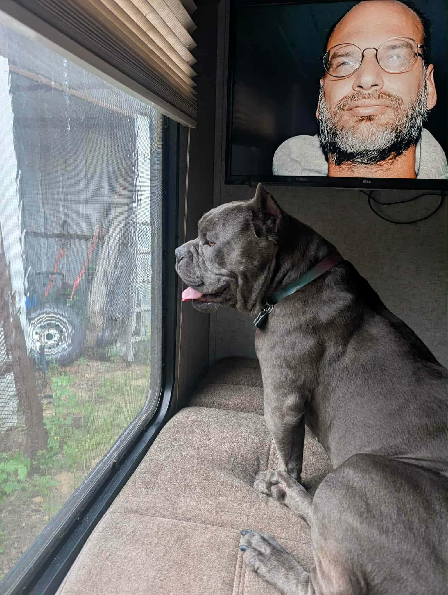 Gremlin, a Adoptable Pit Bull Terrier in Arlee, MT image 4/6