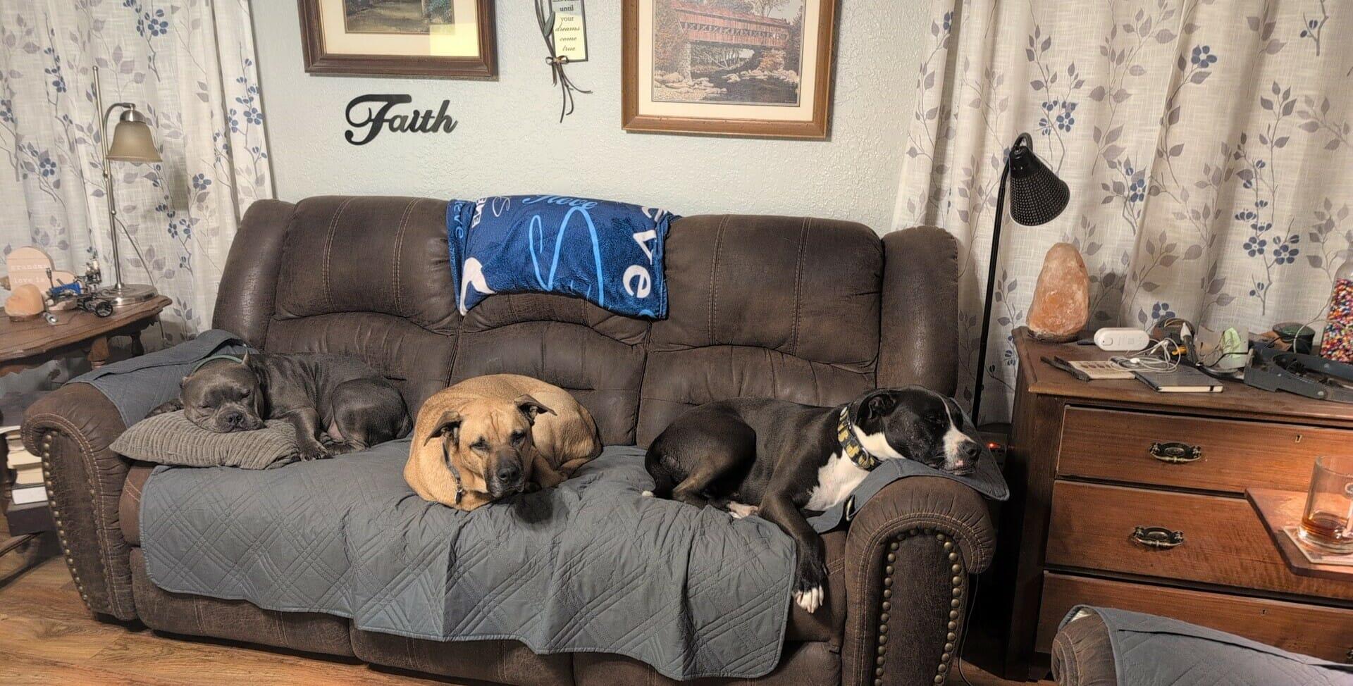 Gremlin, a Adoptable Pit Bull Terrier in Arlee, MT image 5/6