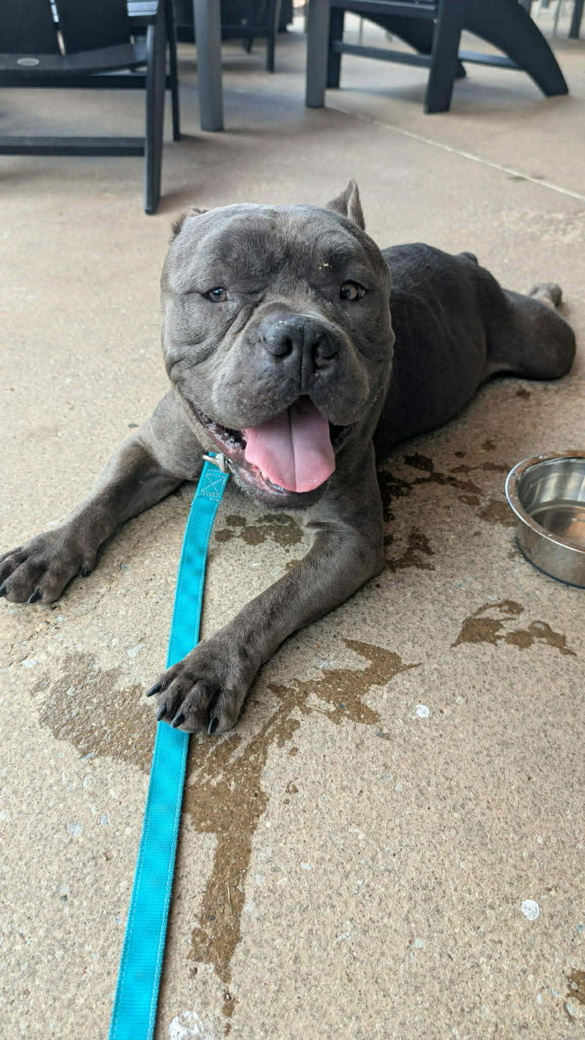 Gremlin, a Adoptable Pit Bull Terrier in Arlee, MT image 6/6