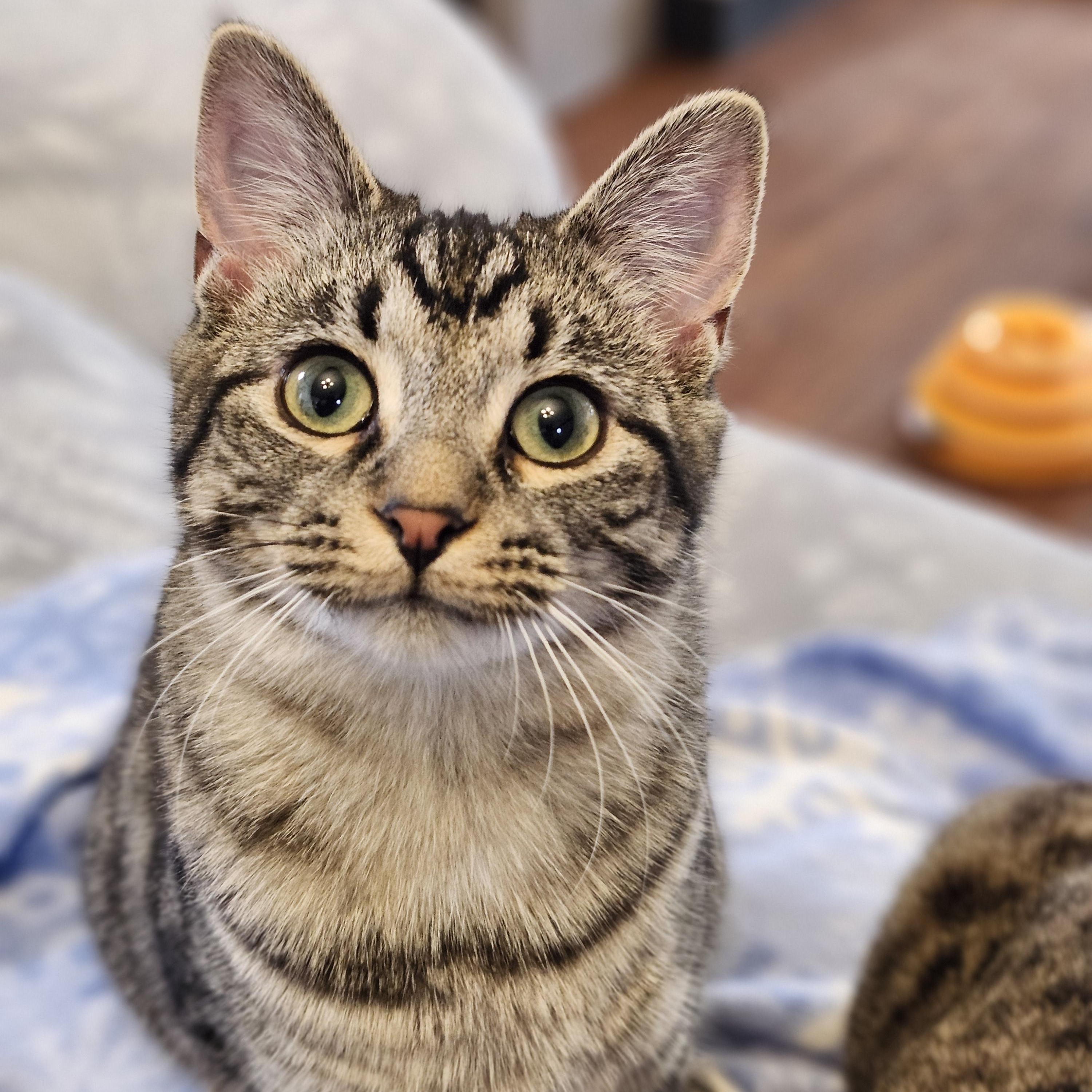 Plushy, adoptable, Kitten Female Tiger & Tabby.