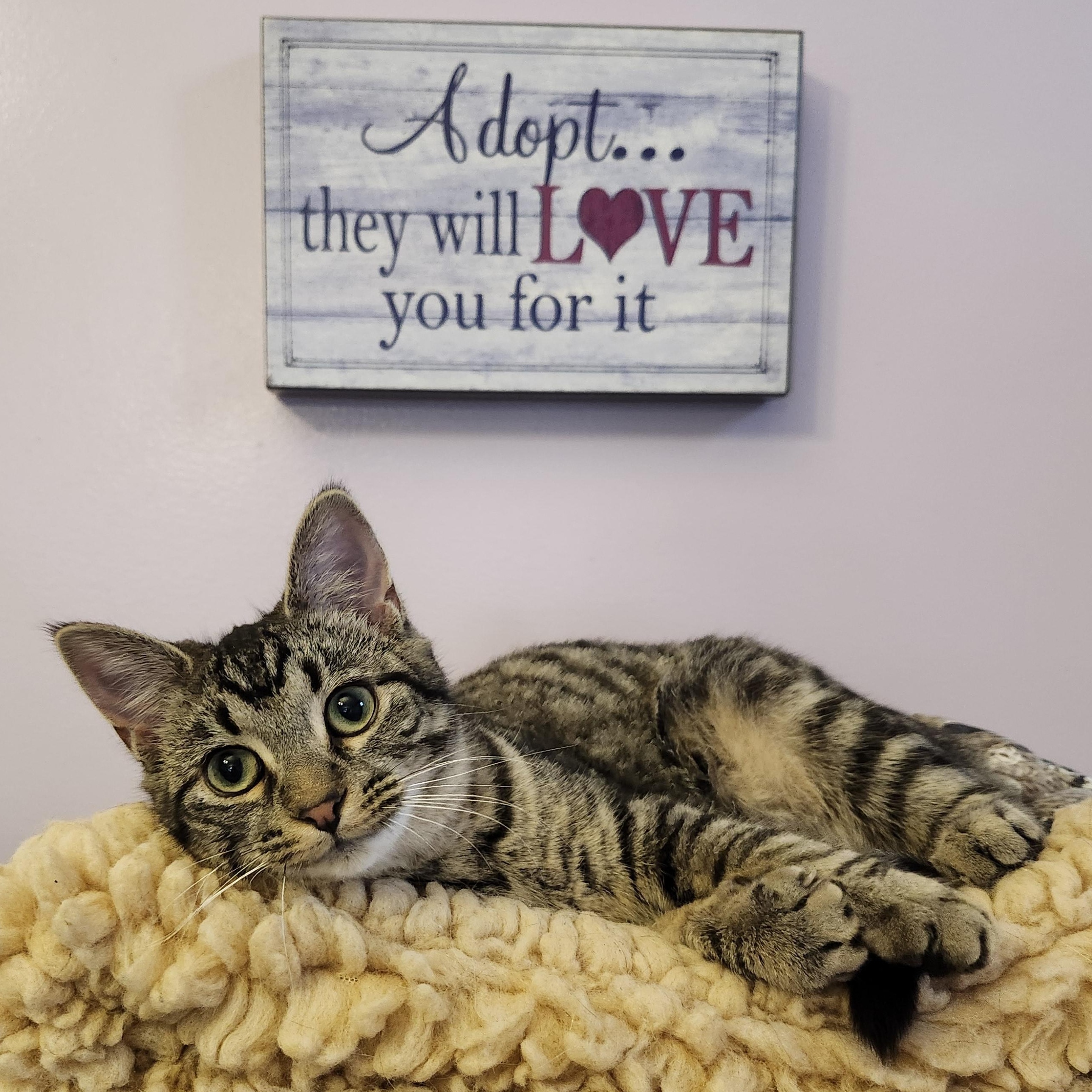 Enlarge Plushy, an adoptable mixed breed in Wild Rose, WI image 2/5