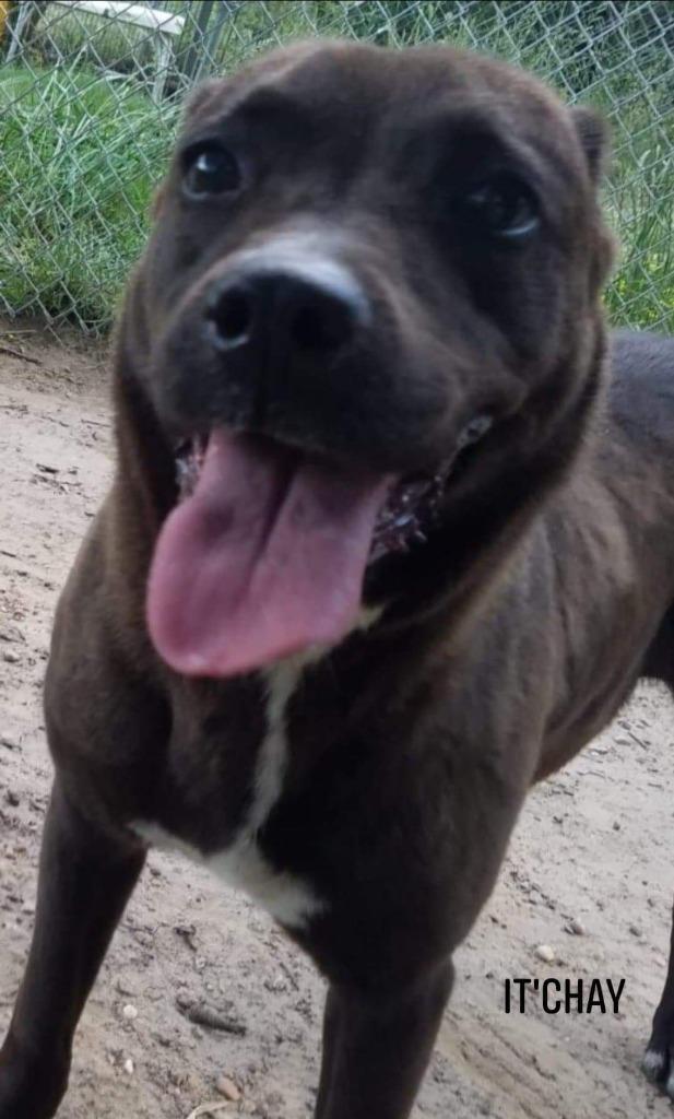 It'Chay, Adoptable, Senior Female Labrador Retriever.