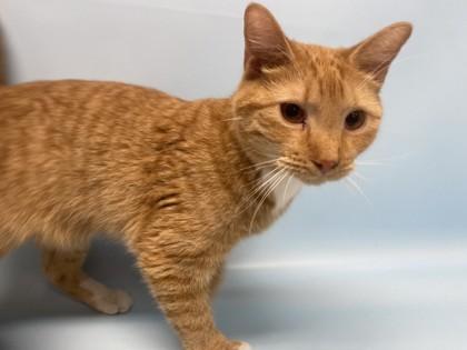 Parker, Adoptable, Adult Male American Shorthair & Domestic Short Hair.
