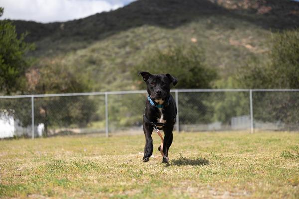 Galileo, Adoptable, Adult Male Pit Bull Terrier & Labrador Retriever.