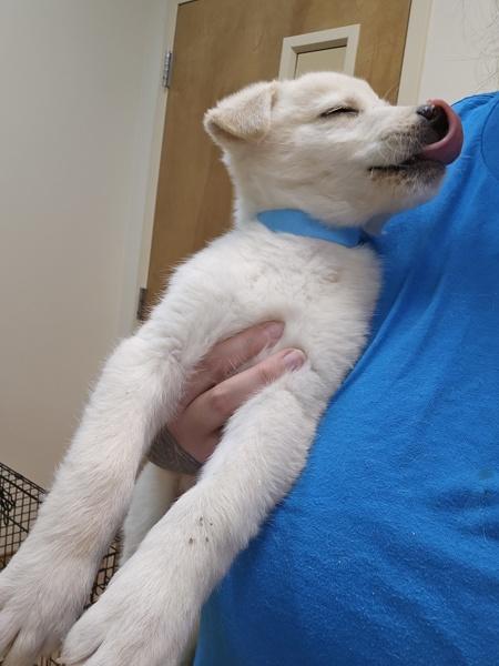 Cribbage, Adoptable, Puppy Female Labrador Retriever & Siberian Husky.