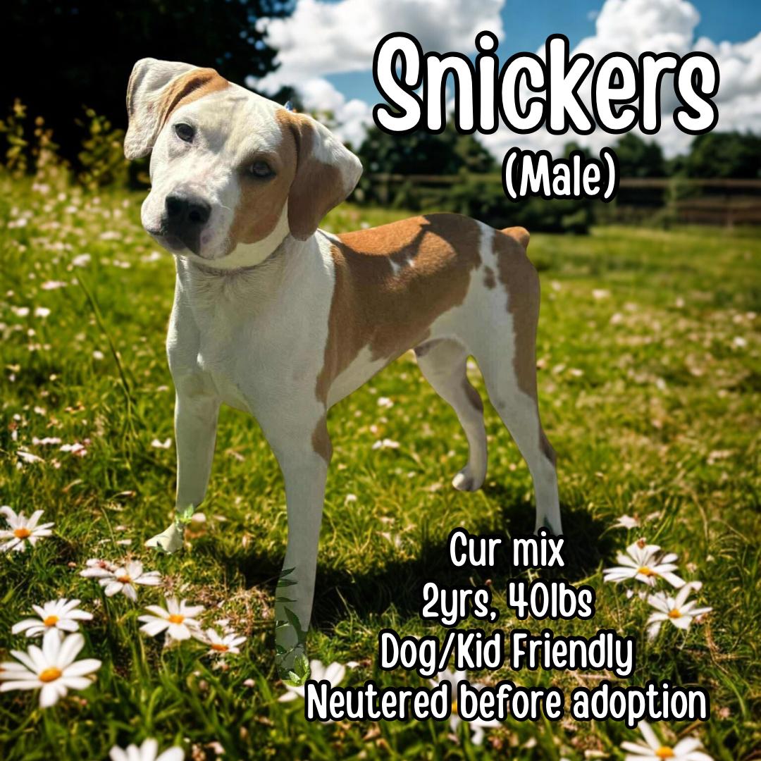 Snickers, Young Male Mountain Cur