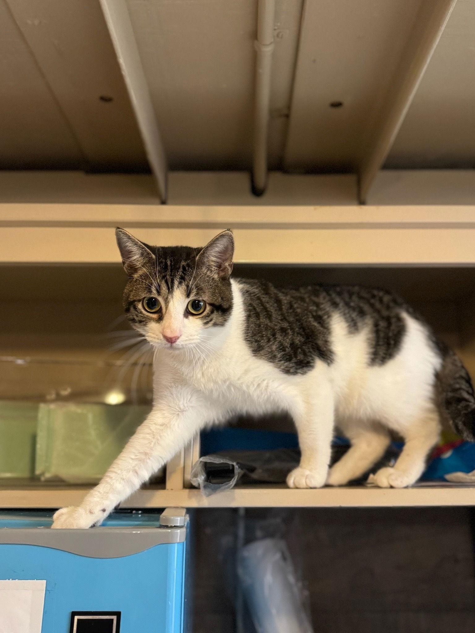 Slow Low, Adoptable, Young Male Domestic Short Hair.