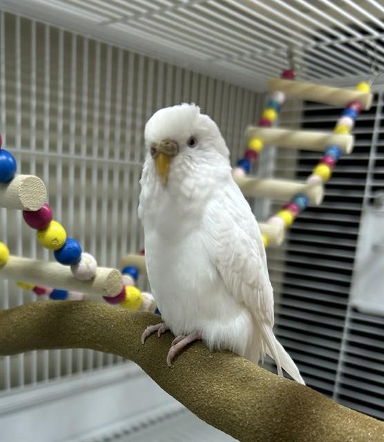 Enlarge SNOW WHITE, a Adoptable Parakeet (Other) in Minneapolis, MN image 1/1