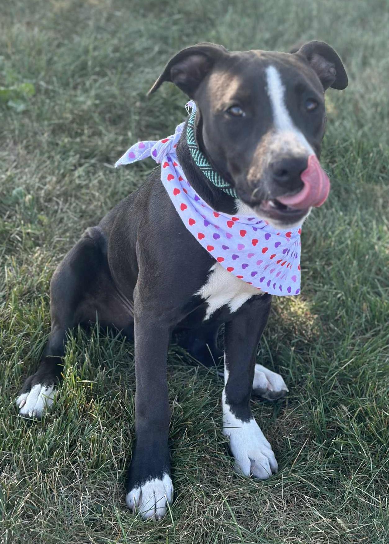 Mocha, a Adoptable mixed breed in Wapakoneta, OH image 1/4