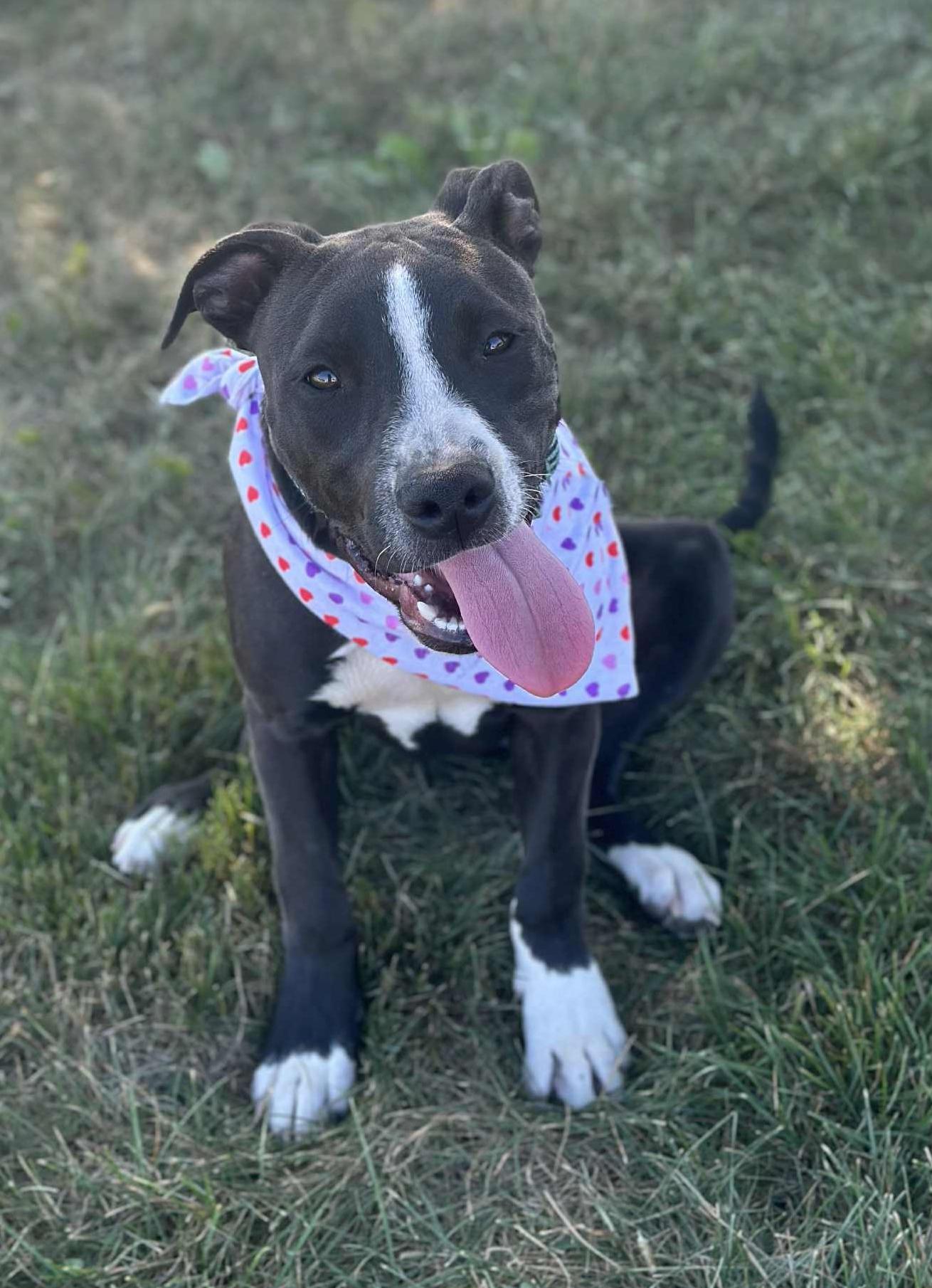 Mocha, a Adoptable mixed breed in Wapakoneta, OH image 3/4