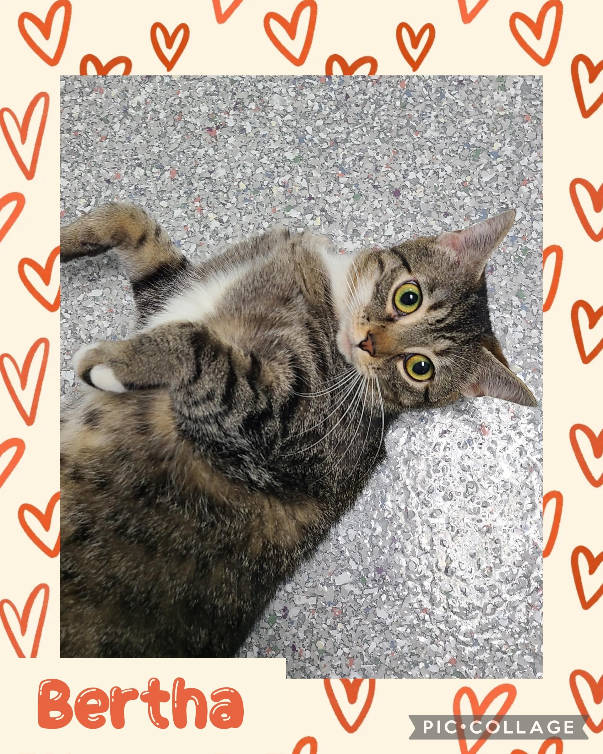 Bertha, ADOPTABLE, Adult Female Domestic Short Hair.