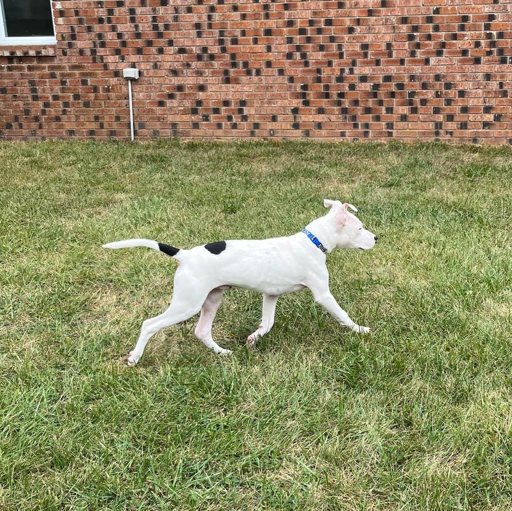 Dash @ Prison Training Program