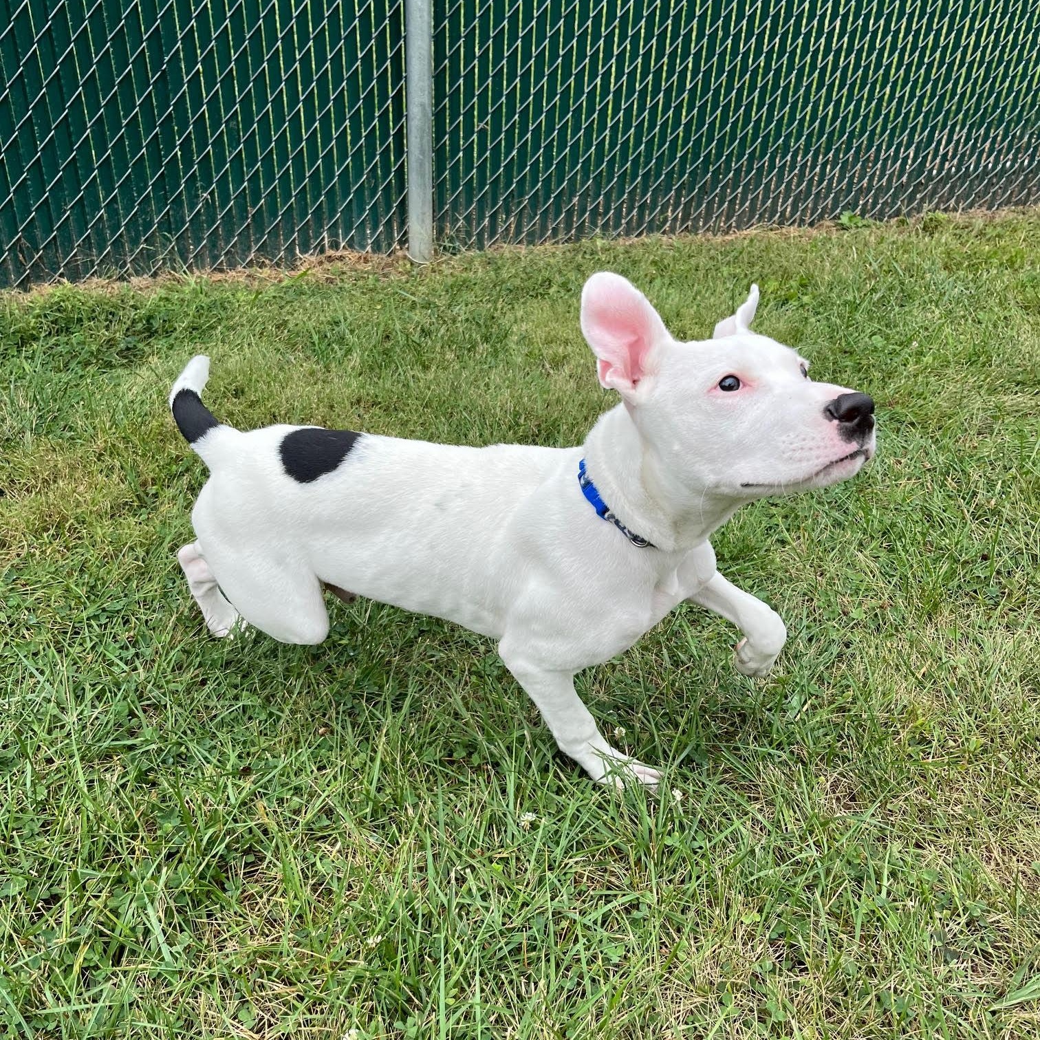 Dash @ Prison Training Program