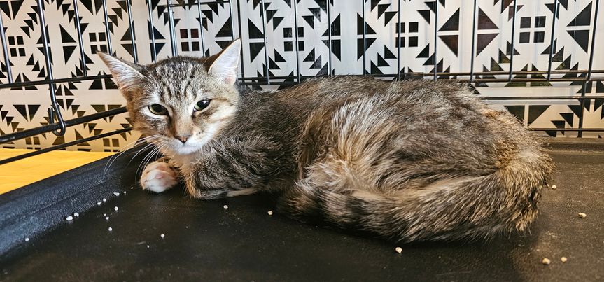 Dakota, Adoptable, Adult Female Domestic Short Hair.