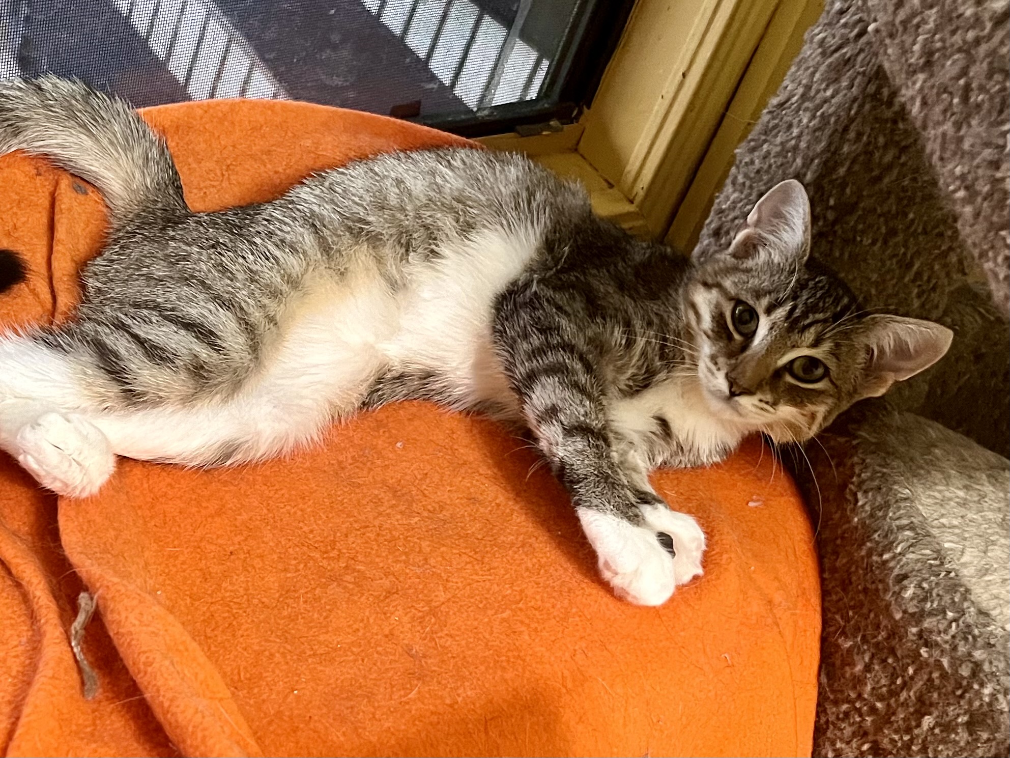 Enlarge Dakota, a Adoptable Domestic Short Hair in Satellite Beach, FL image 4/4