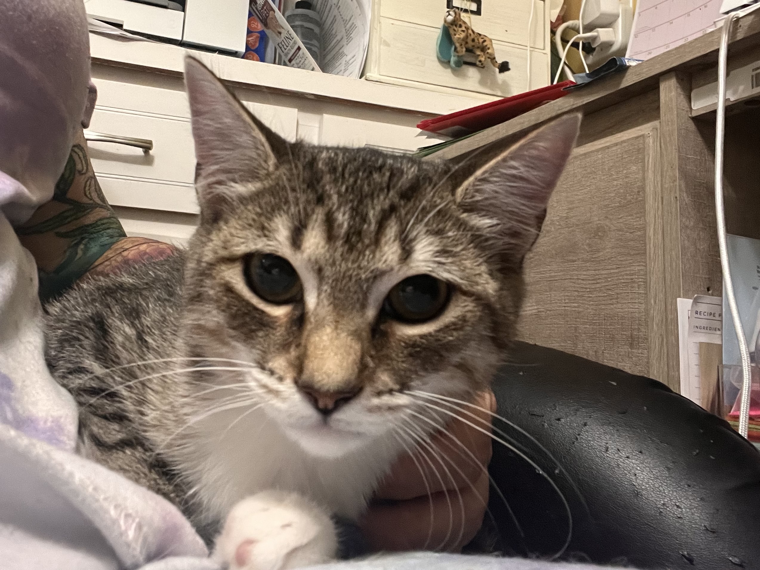 Enlarge Dakota, a Adoptable Domestic Short Hair in Satellite Beach, FL image 3/4