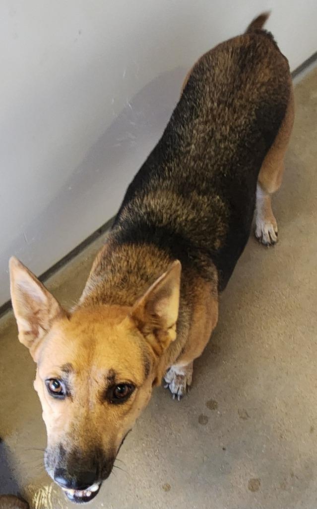 Anastasia, Adoptable, Adult Female German Shepherd Dog.