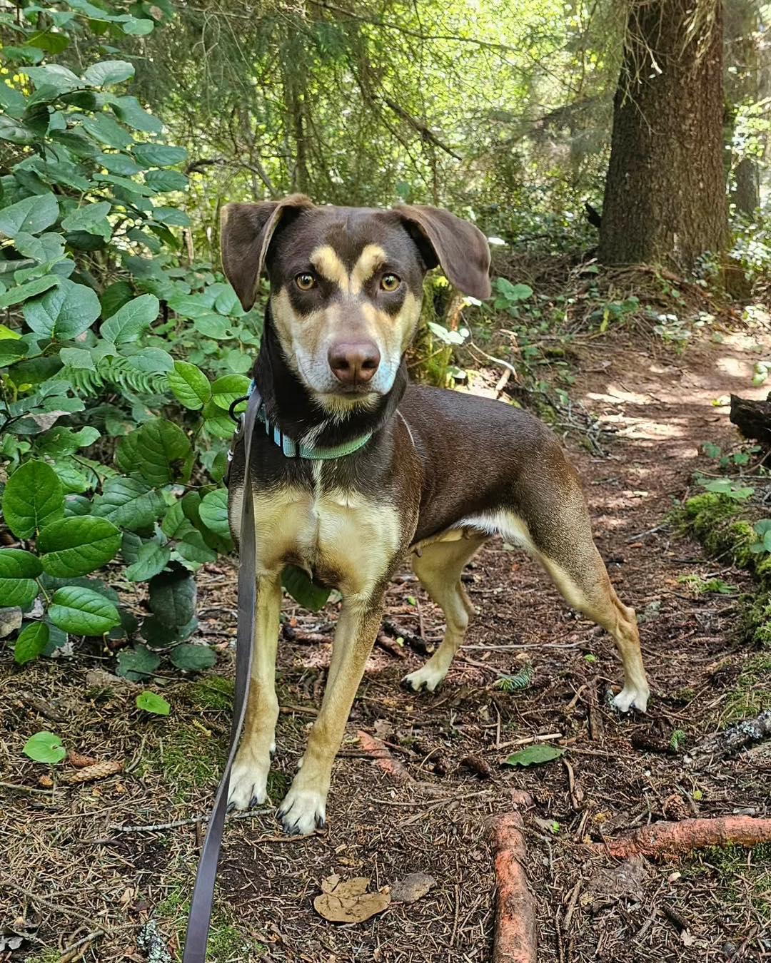 Enlarge Bella, a ADOPTABLE mixed breed in Crescent city, CA image 4/5