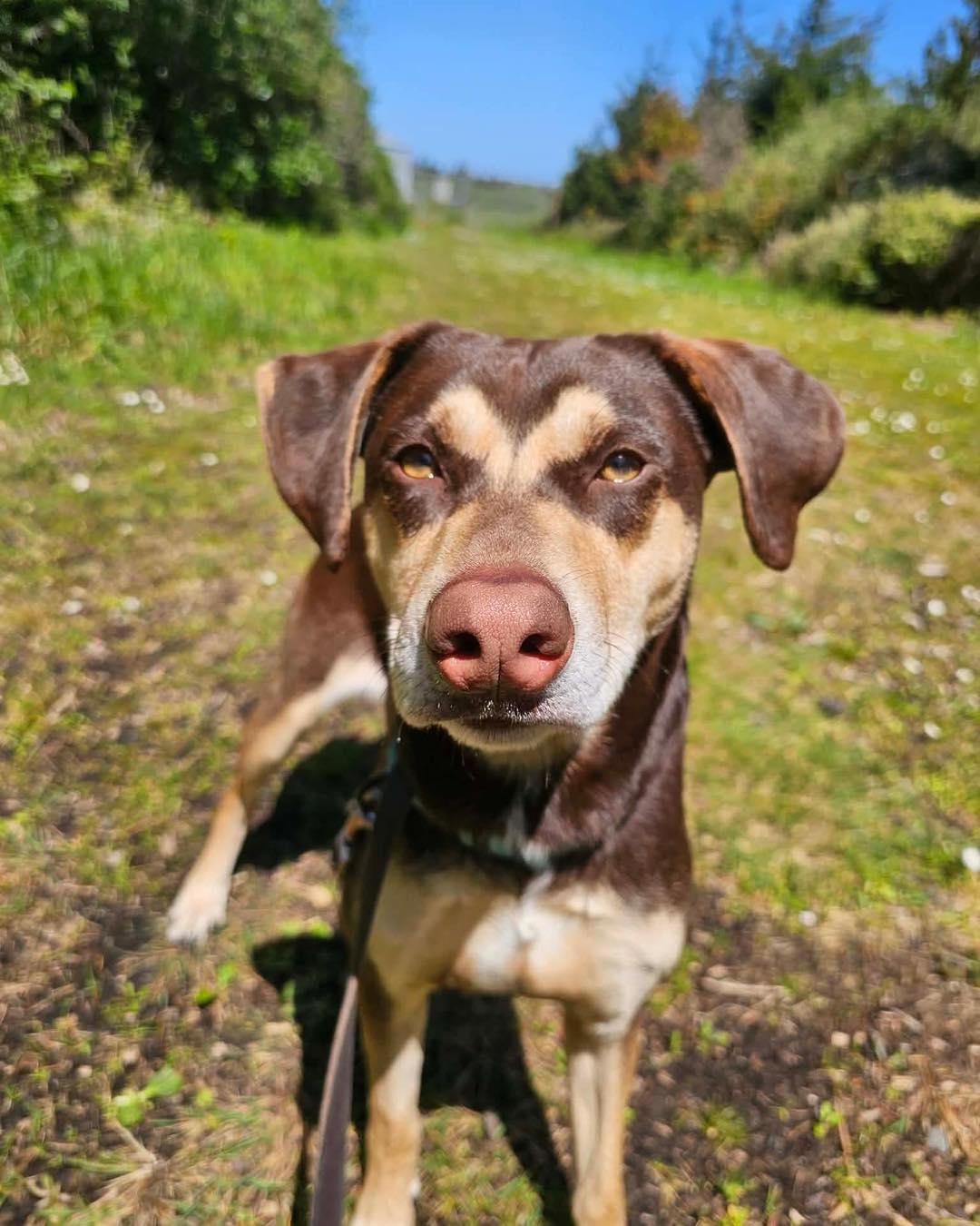 Enlarge Bella, a ADOPTABLE mixed breed in Crescent city, CA image 2/5