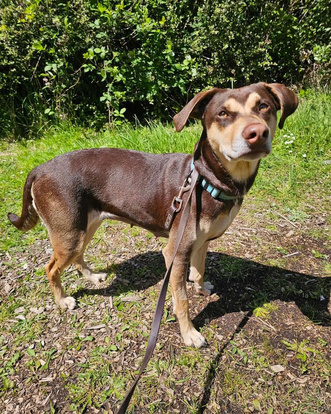 Bella, ADOPTABLE, Adult Female Doberman Pinscher.