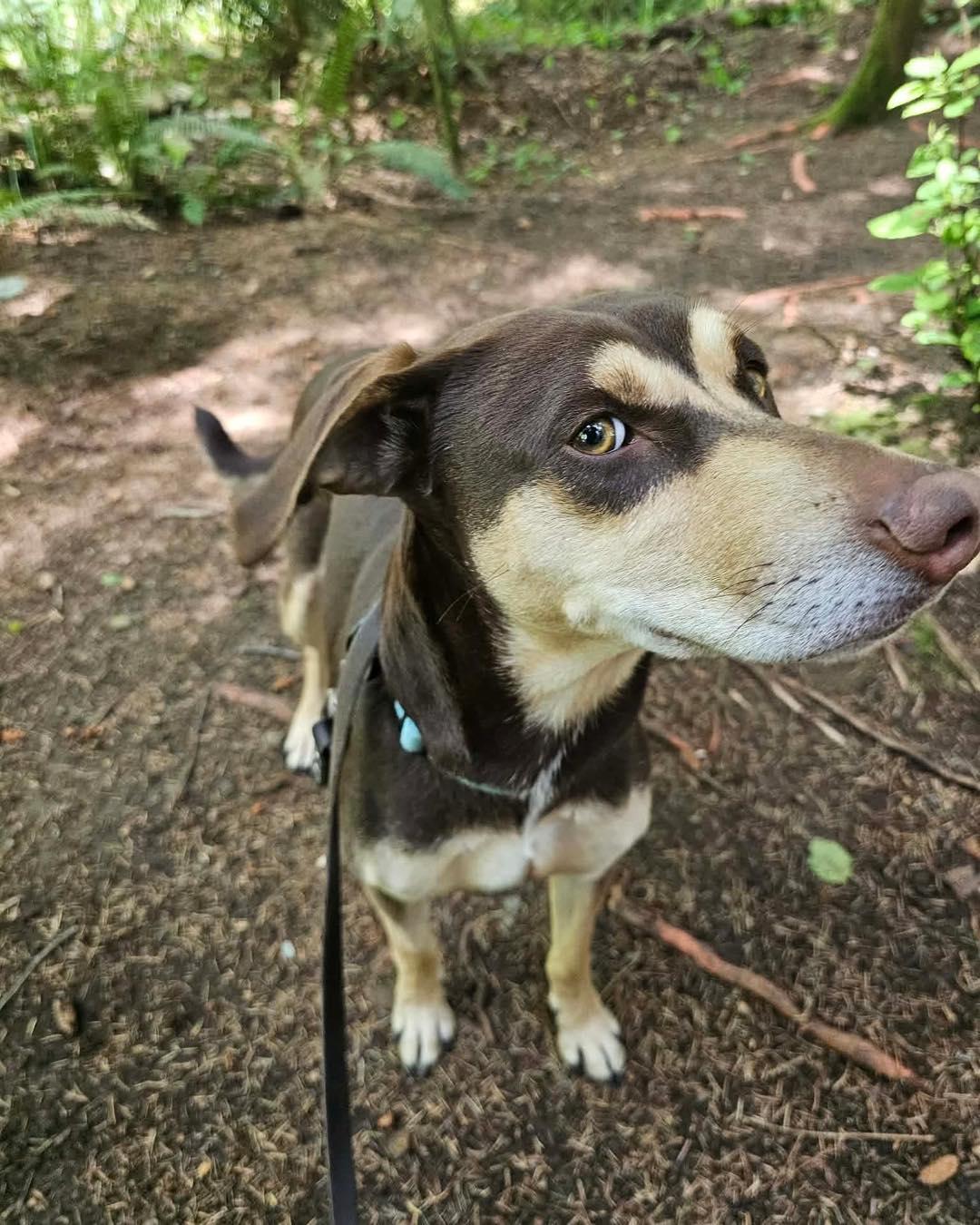 Enlarge Bella, a ADOPTABLE mixed breed in Crescent city, CA image 3/5