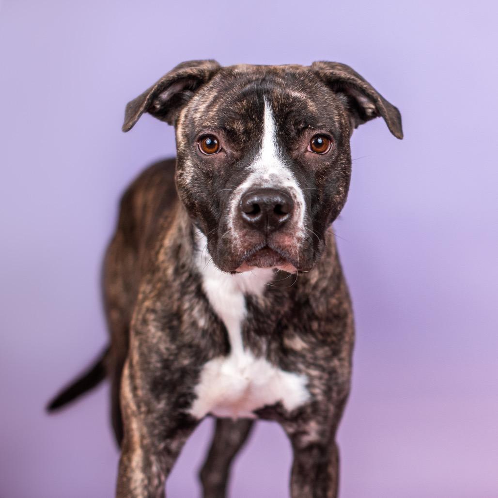 Enlarge Irma, a Adoptable Pit Bull Terrier in Northbrook, IL image 1/6