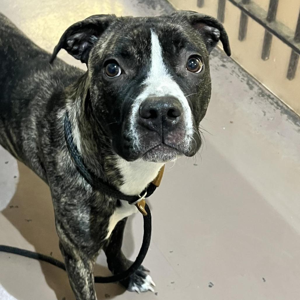 Enlarge Irma, a Adoptable Pit Bull Terrier in Northbrook, IL image 2/6